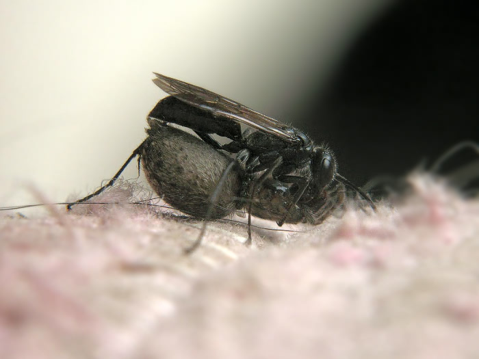 Auplopus carbonarius (Scopoli, 1763)